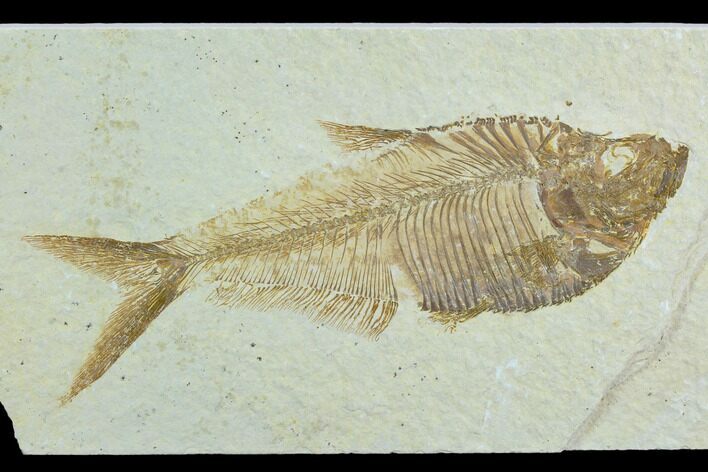 Fossil Fish (Diplomystus) - Green River Formation #122762